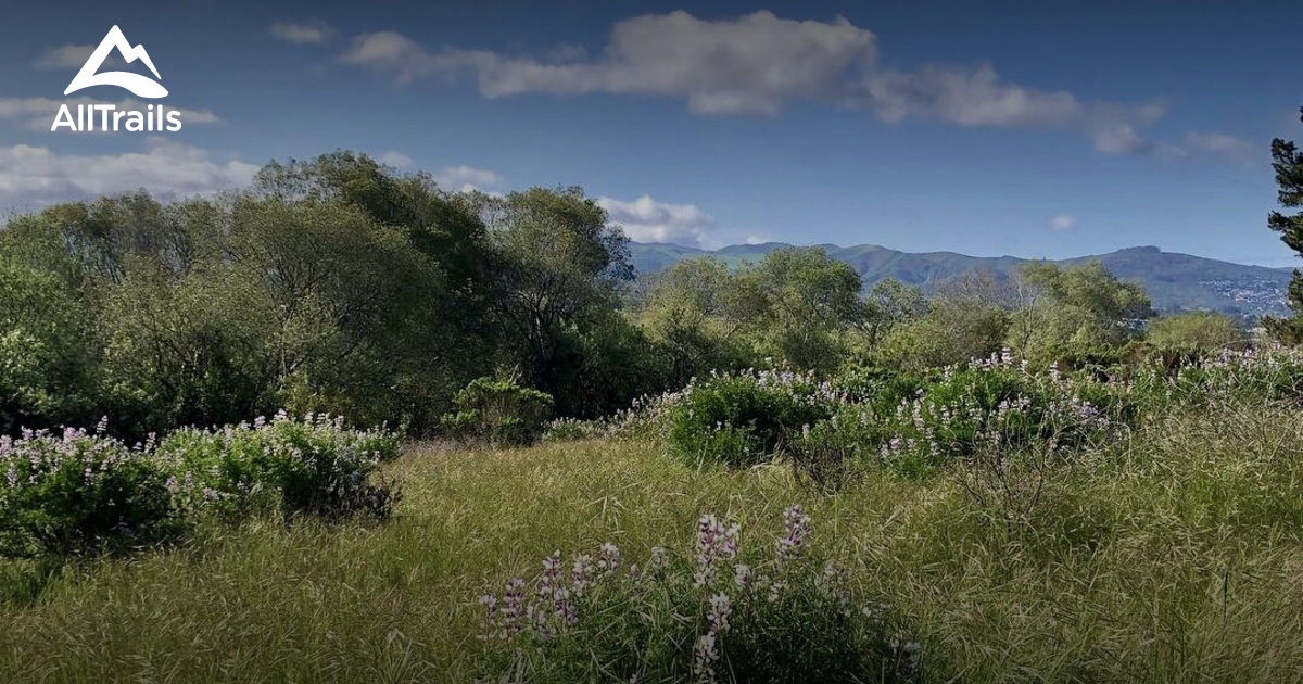 Morro Bay Wildflowers Best Flower Site