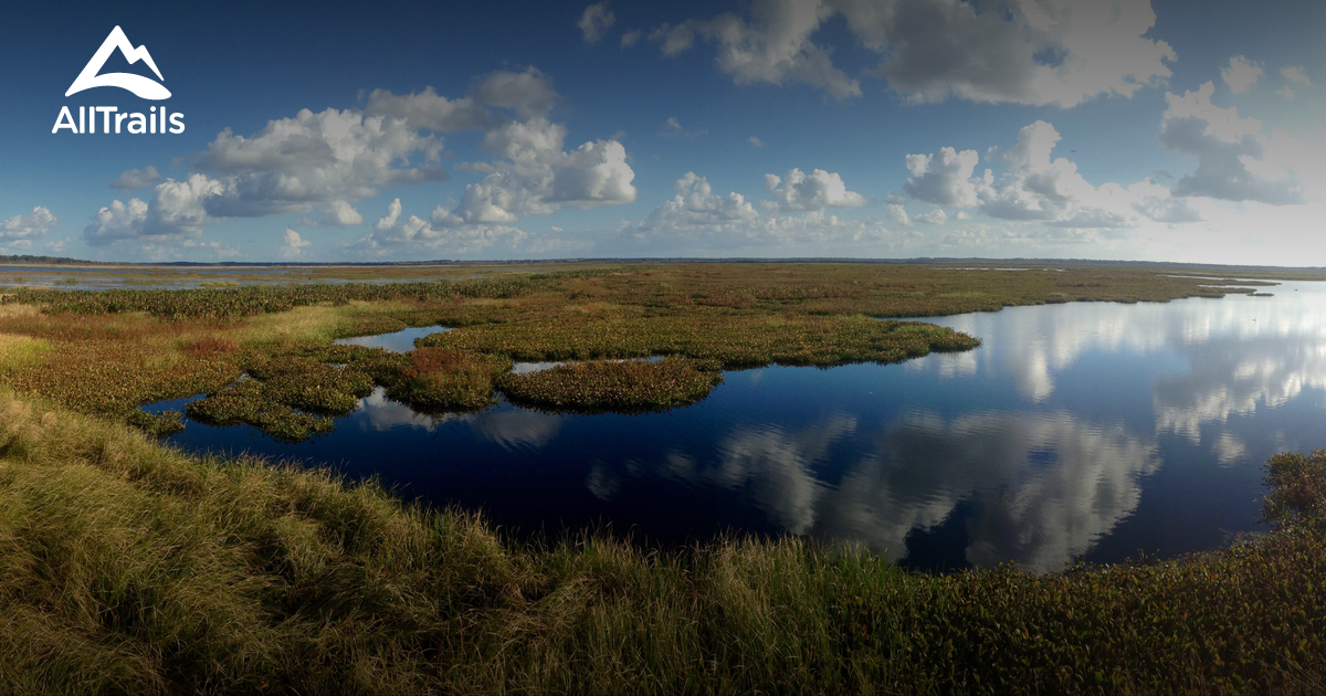 Where Wild Things Roam: A Journey Through Paynes Prairie Preserve State Park