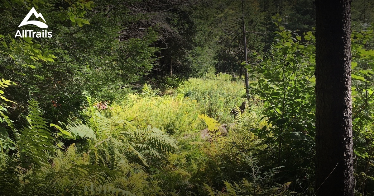 Escape to Nature's Embrace: Exploring Kenneth Dubuque Memorial State Forest