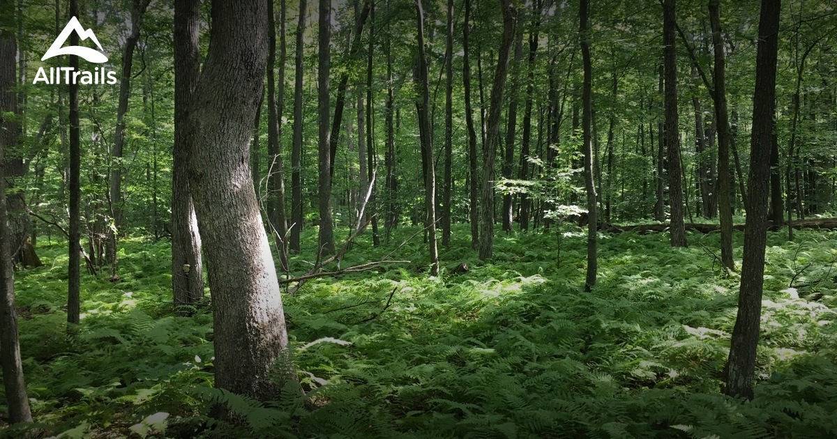 10 Best forest trails in Stokes State Forest AllTrails