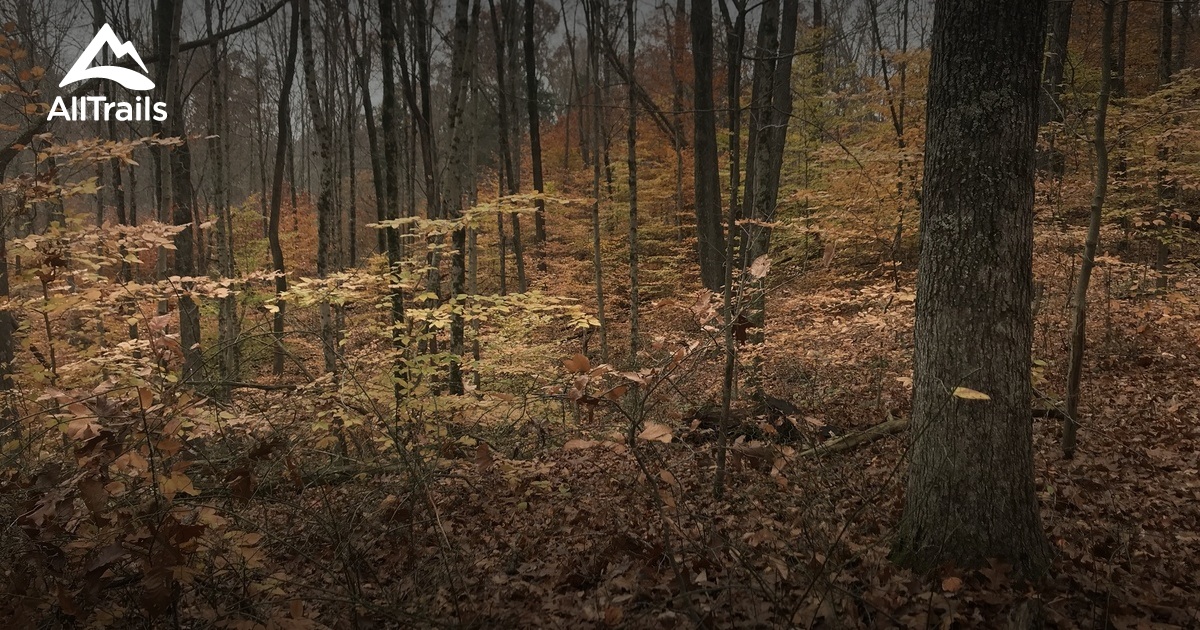 Escape to Nature's Embrace: Your Guide to Indiana's Jackson-Washington State Forest