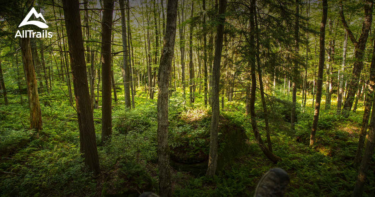 Best Hikes and Trails in Hearts Content Recreation Site AllTrails