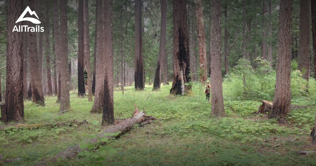 Best Hikes and Trails in Boulder Creek Wilderness AllTrails