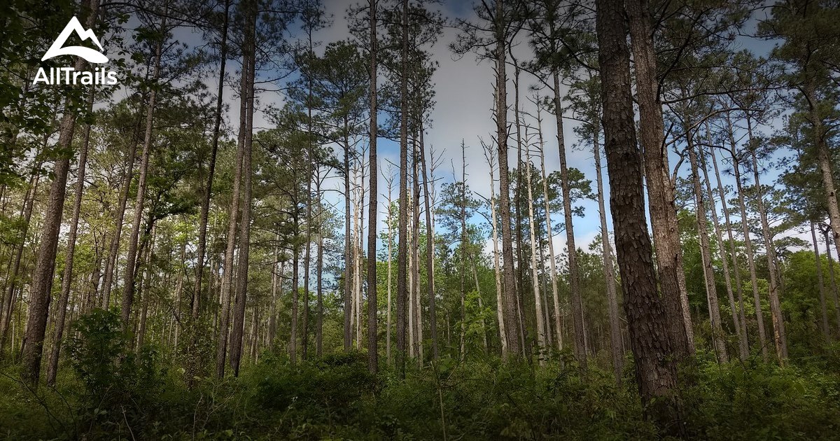 Best Trails in Kisatchie National Forest Louisiana AllTrails
