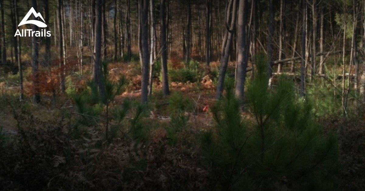 Best Trails in Lost Nation State Forest New York AllTrails