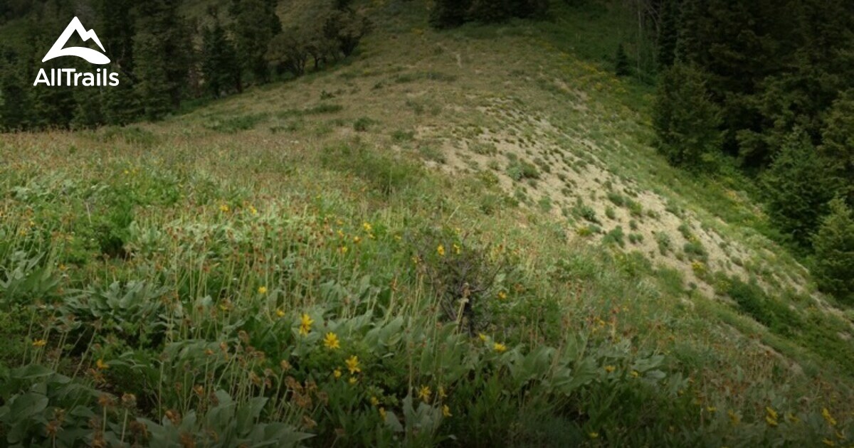 Best Trails in Summit Park Open Space Utah AllTrails