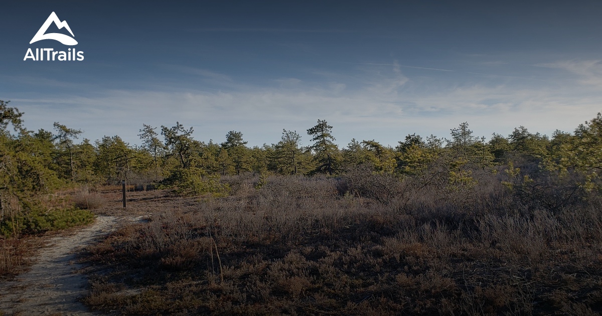 Best Hikes and Trails in Westhampton Dwarf Pine Plains Preserve AllTrails