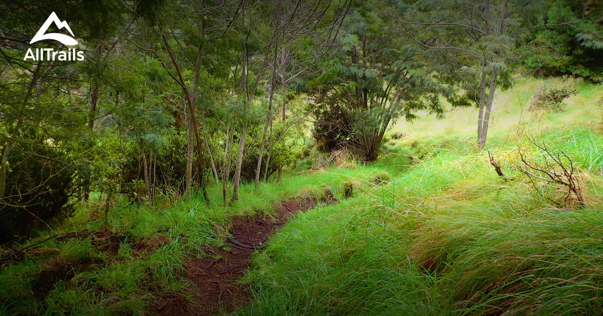 Best Trails in Kula Forest Reserve Maui, Hawaii AllTrails