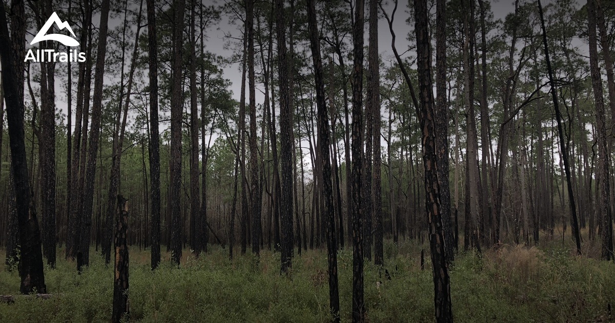 Best Hikes and Trails in Moody Forest Natural Area AllTrails