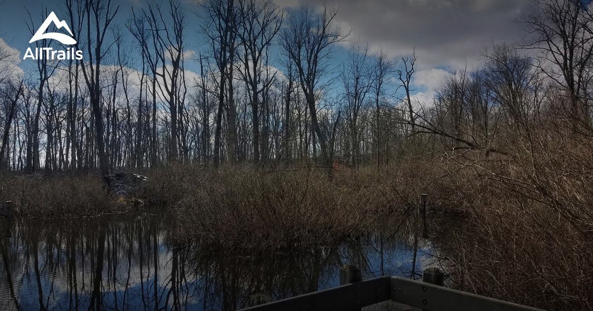 Escape to the Enchanted Forest: Exploring Ohio's Lawrence Woods State Nature Preserve