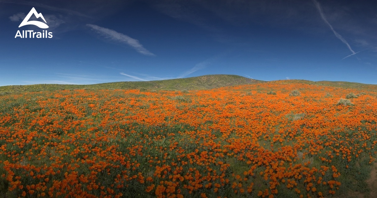 Best Hikes and Trails in Antelope Valley California Poppy Reserve State 