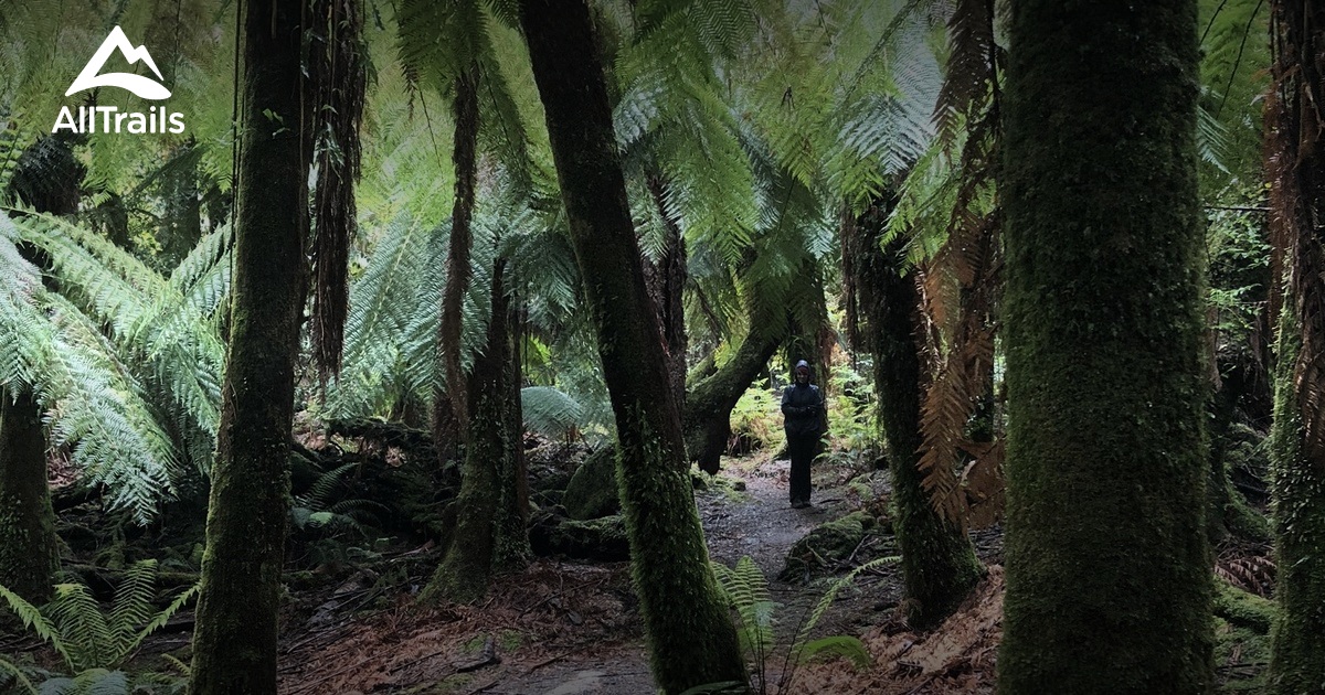 Best Hikes and Trails in Big Tree Conservation Area AllTrails