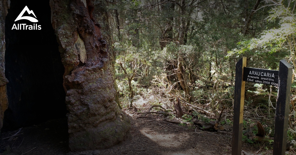 Nahuelbuta National Park and the Araucaria trees