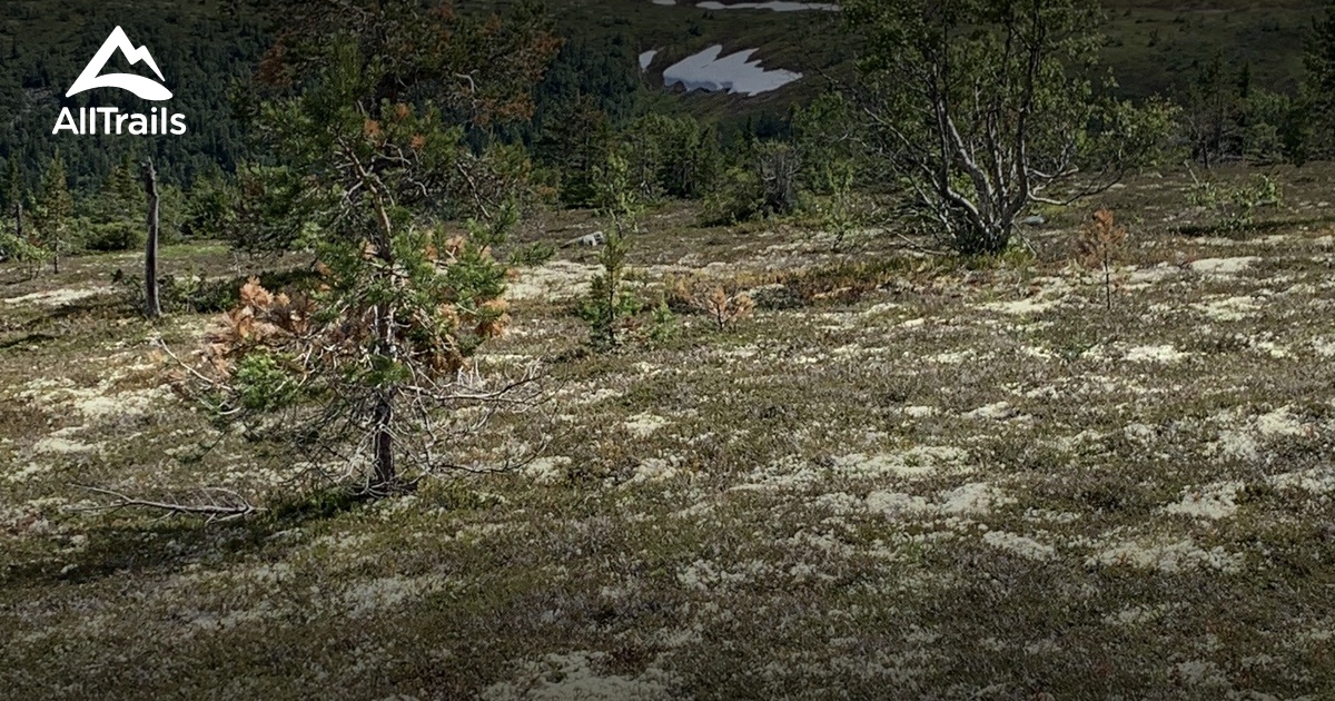 Best hikes and trails in Northern Transtrandsfjällen Nature Reserve