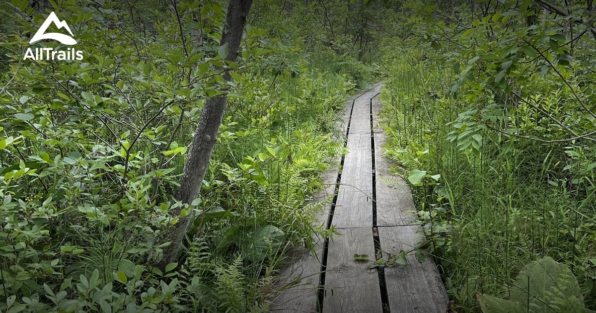 Best Hikes and Trails in Spruce Lake Bog State Natural Area AllTrails