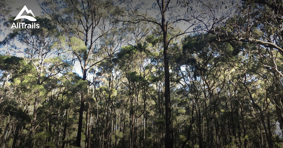 2023 Best Forest Trails in Jordan Springs AllTrails