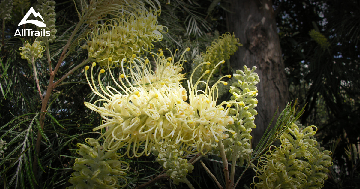 Mount Louisa Walking Track Map
