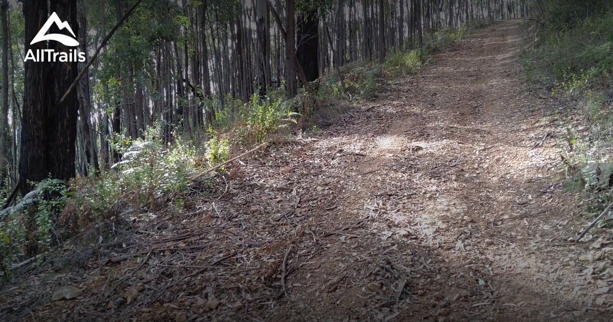 Best Forest Trails in Yarra Junction AllTrails