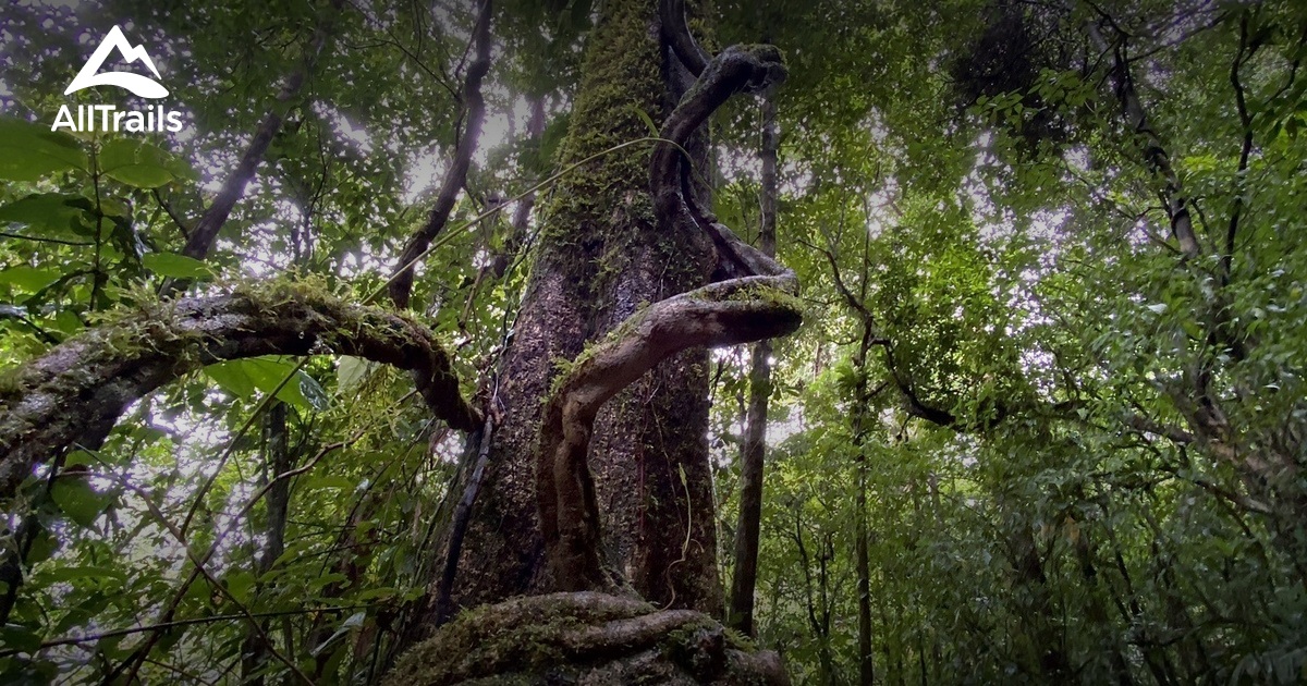 Best Hikes and Trails in Upala AllTrails