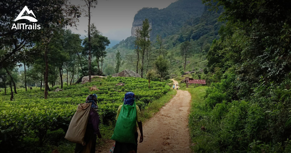 Best Forest Trails in Galaha | AllTrails