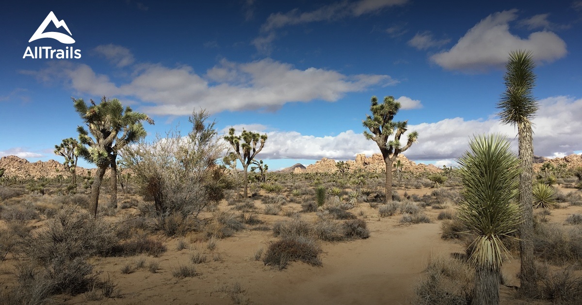 Best Dog Friendly Trails in Joshua Tree AllTrails