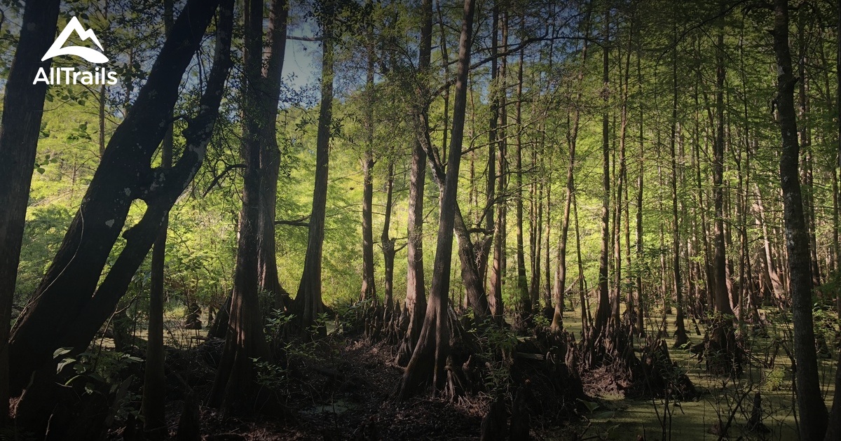Best Forest Trails in Lacoochee AllTrails