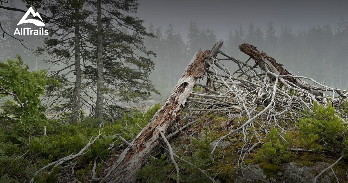 Best Bird Watching Trails in Vinalhaven AllTrails