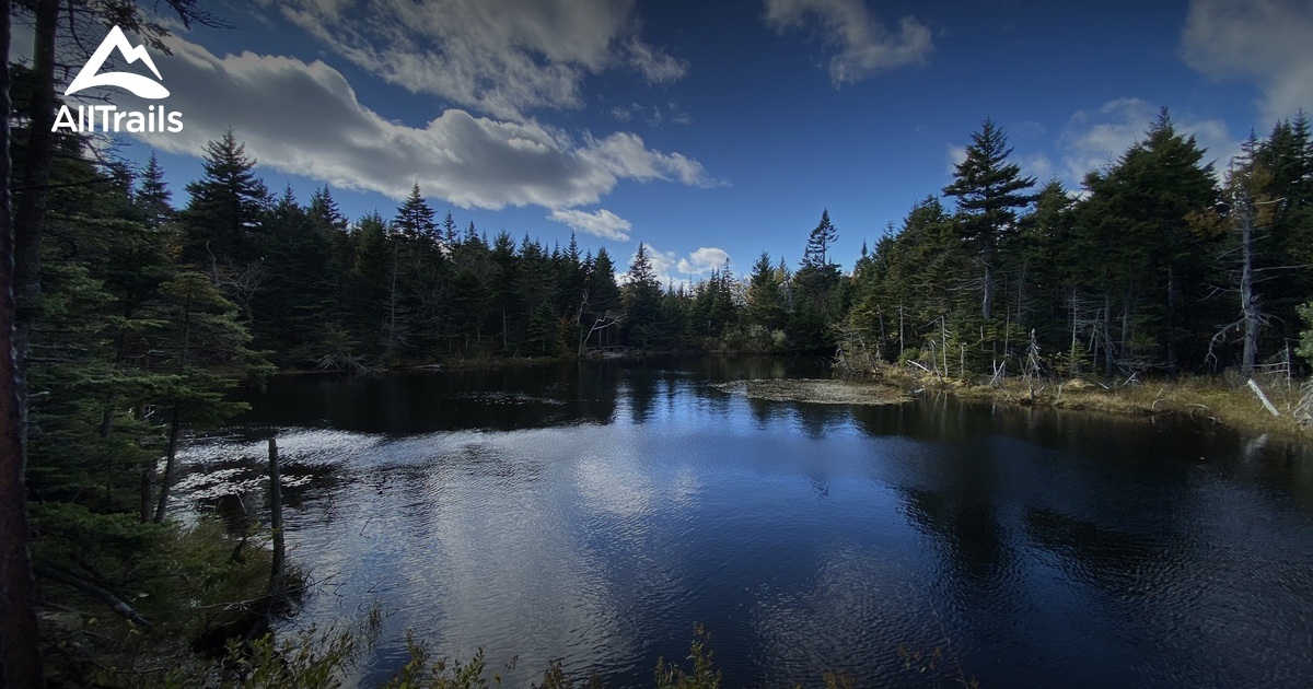 Best Forest Trails in New Ashford AllTrails