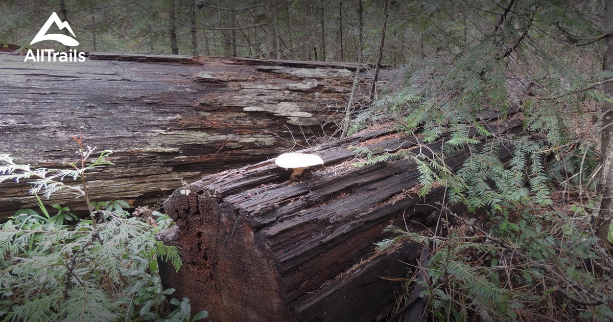 Best Hikes and Trails in Pinesdale AllTrails