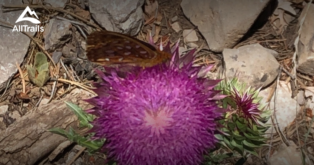 Best trails in Weed, New Mexico AllTrails