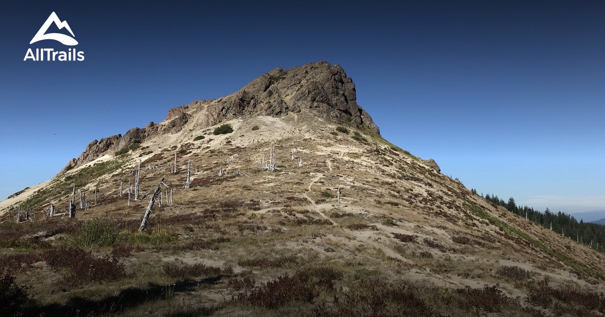 Best Forest Trails in Morton AllTrails