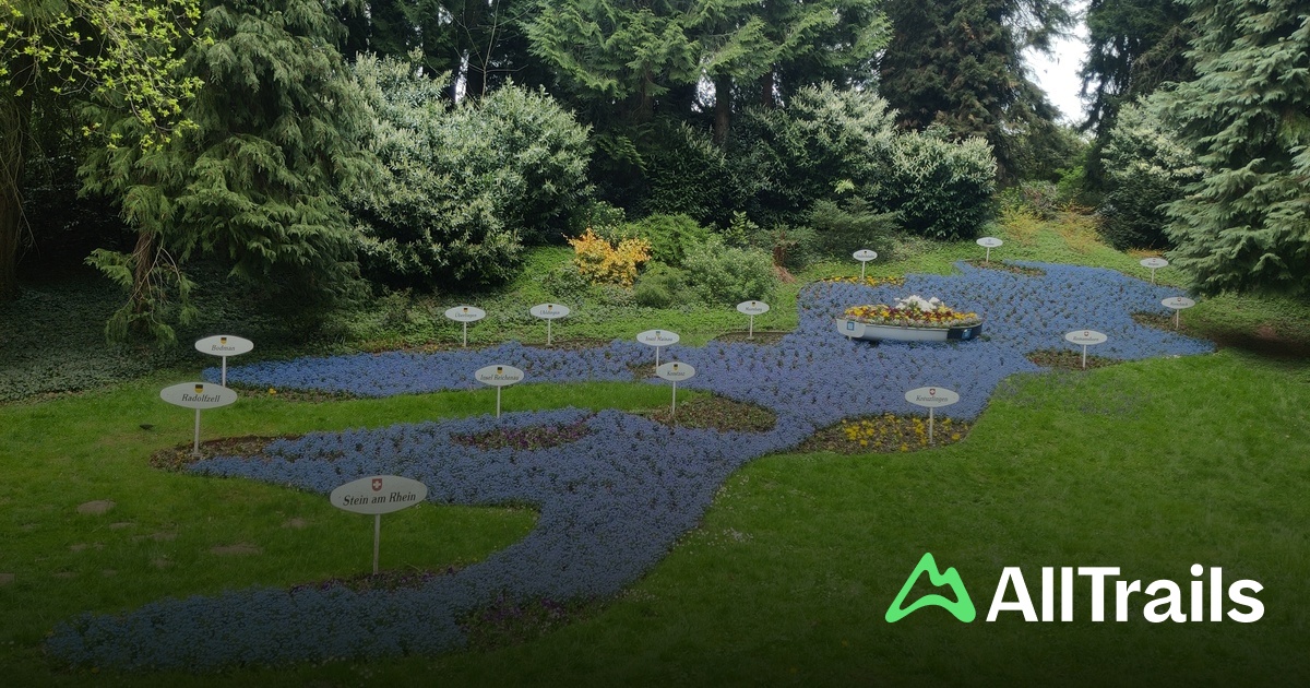 kentia-palme kaufen Kentia-Palme 260 cm 3XL kaufen  Groe Howea forsteriana Zimmerpflanze