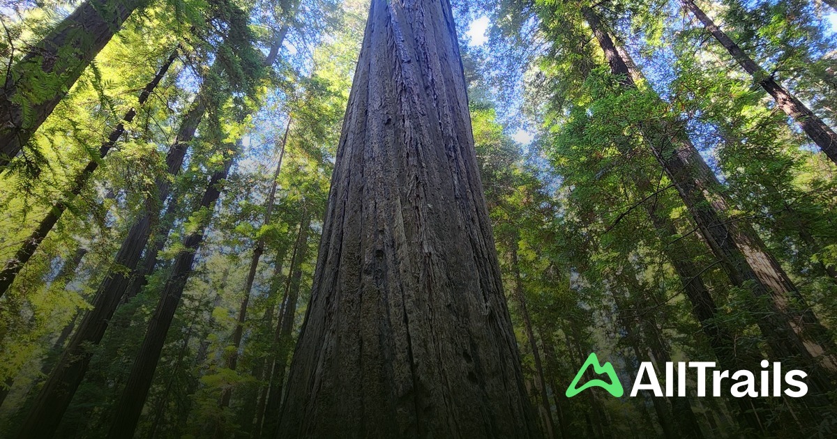Founders Tree - hikes and trails to get you there | AllTrails