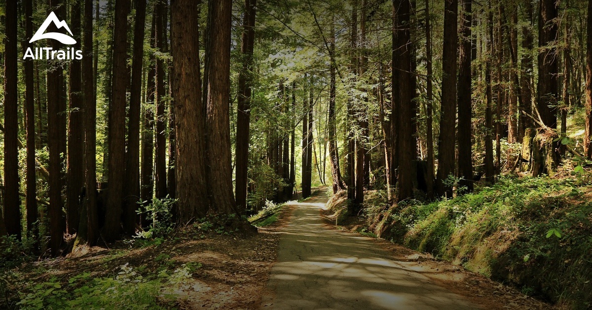 Best Trails in Henry Cowell Redwoods State Park | AllTrails.com