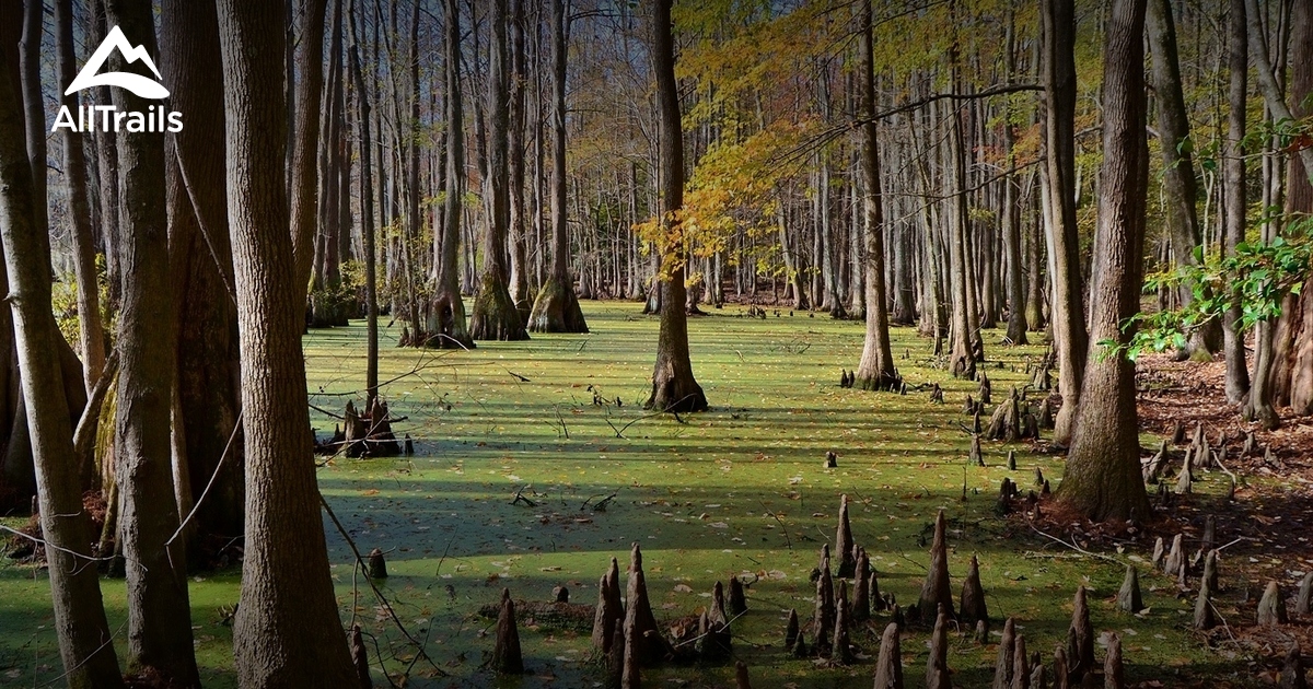 Best Trails in Merchants Millpond State Park - North 