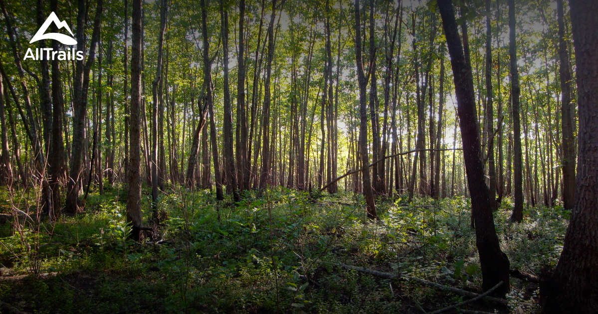 Best Trails in Uwharrie National Forest - North Carolina 