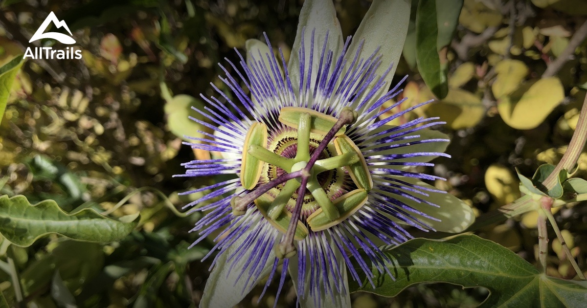 Best hikes and trails in Peck Park AllTrails