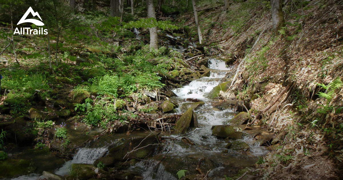 Best Trails in Laurel Fork North Wilderness - West Virginia | AllTrails