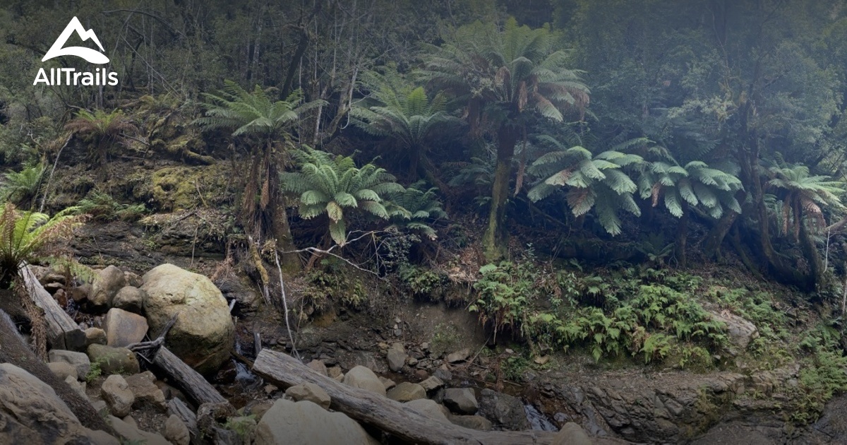 Best Trails in Mole Creek Karst National Park Tasmania, Australia