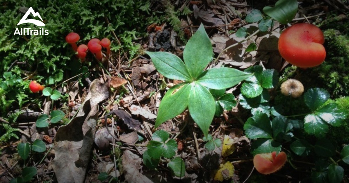Best Trails in Tannersville Cranberry Bog Preserve Pennsylvania