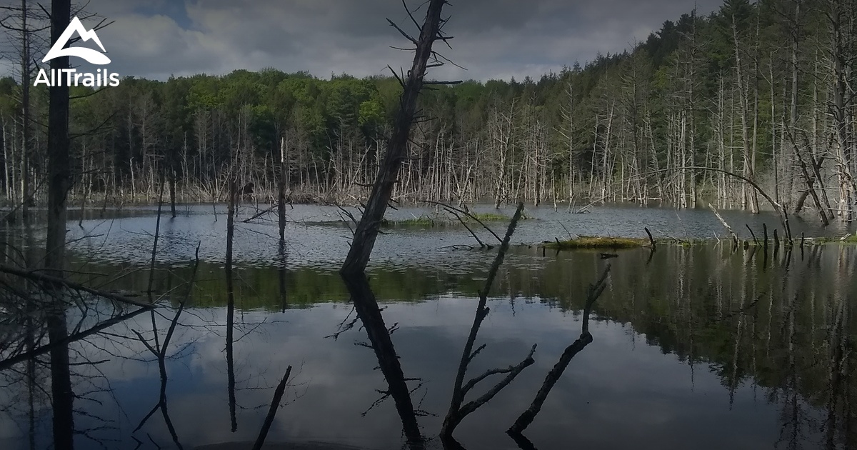 Best hikes and trails in Arnold Lake State Forest | AllTrails