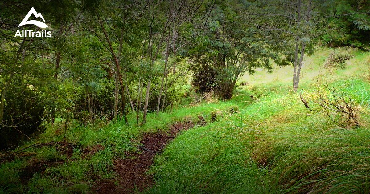 Kula Forest Reserve les meilleures - Parks Hawaii Maui Kula Forest Reserve 10167638 20210105080226000000000 1200x630 3 41609893199