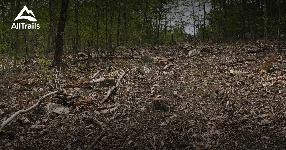 Best trail running trails in Birch Ridge Community Forest | AllTrails