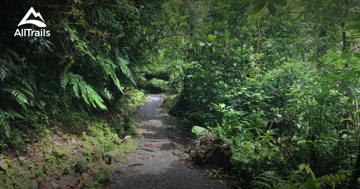 Los mejores senderos por bosque en Parque Nacional Tapantí Macizo de la ...