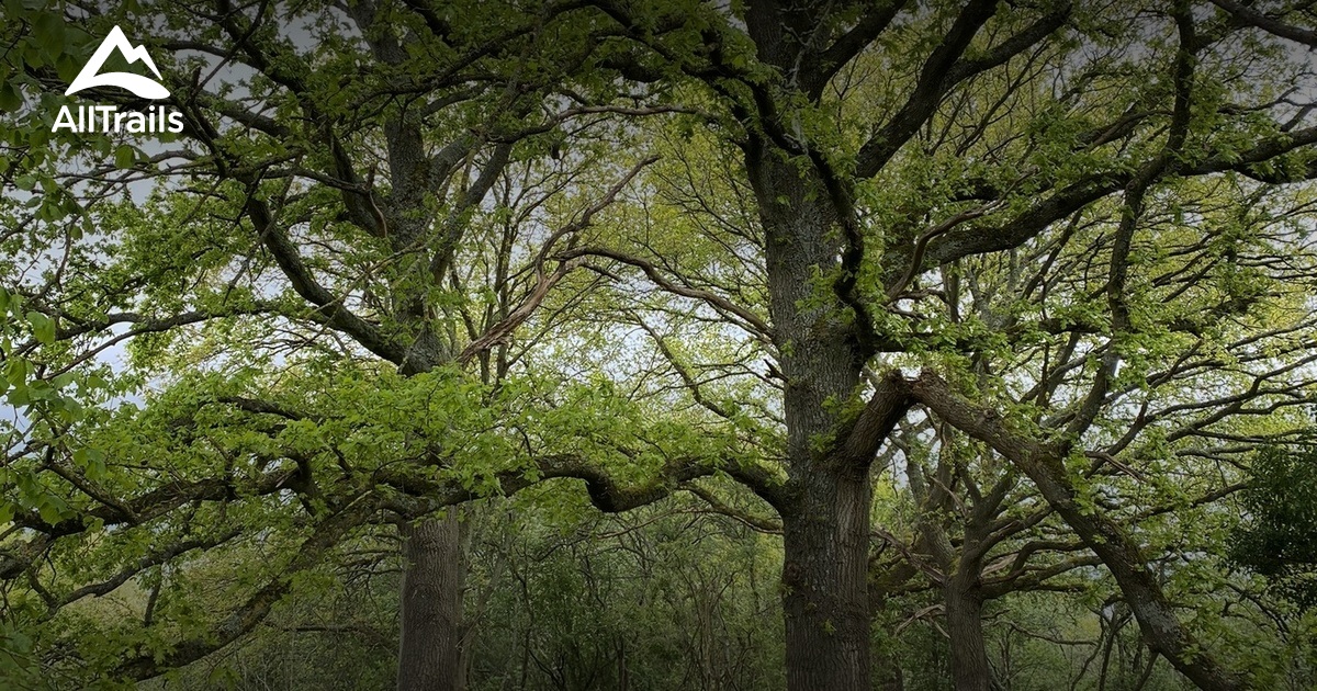 Best hikes and trails in Shalford Park AllTrails