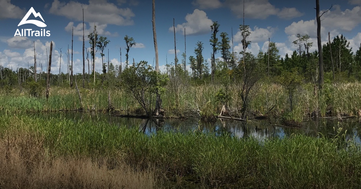 Best forest trails in Shingle Creek Regional Park | AllTrails