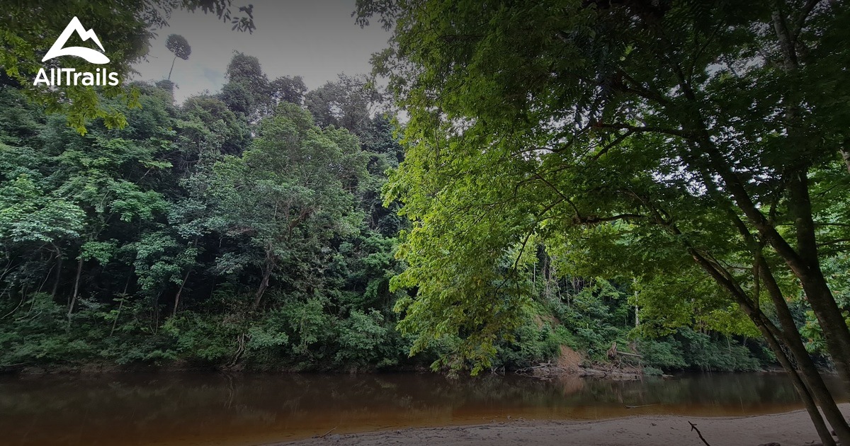 Parc national de Taman Negara : les meilleures randonnées faciles ...