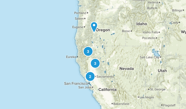 dog Map