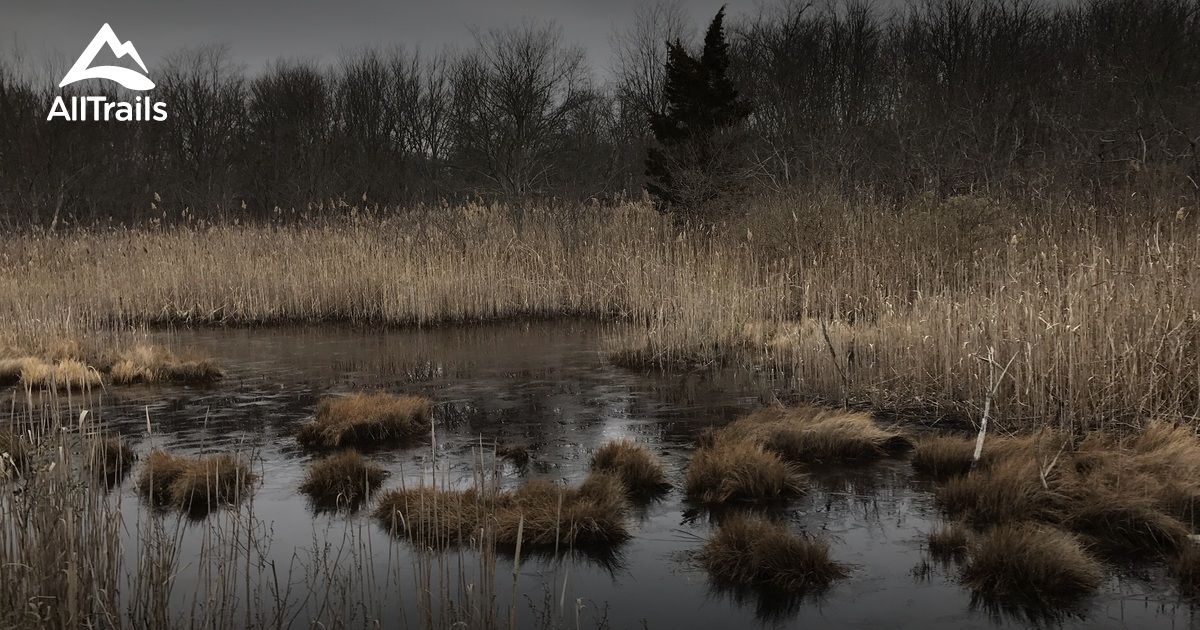 Short Nature Walks Can Benefit Mental Health - Renée Gotcher
