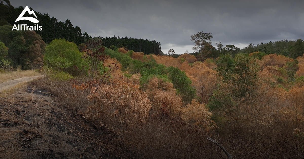 Best hikes and trails in Blackbutt AllTrails
